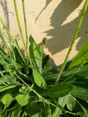 Asteraceae