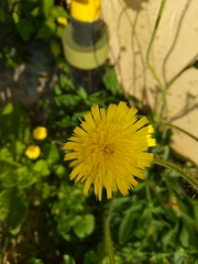 Asteraceae