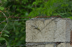 Sceloporus serrifer