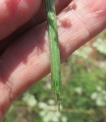 Eurytaenia texana