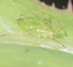 Macrosiphum euphorbiae