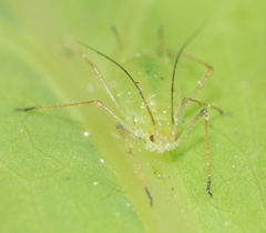 Macrosiphum euphorbiae
