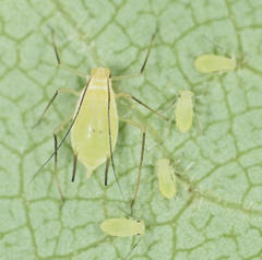 Illinoia liriodendri