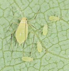 Illinoia liriodendri