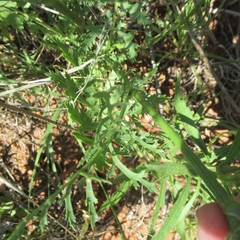 Eurytaenia texana