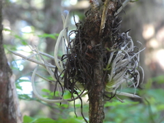 Exobasidium parvifolii