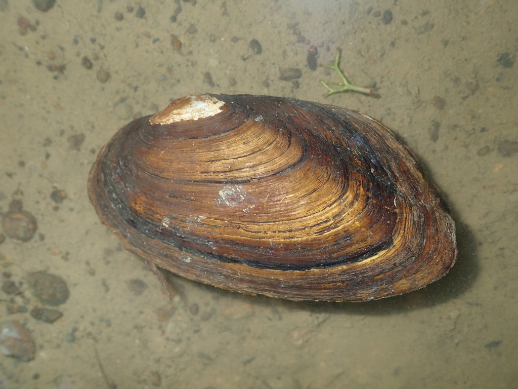 Pondhorn