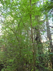 Exobasidium parvifolii