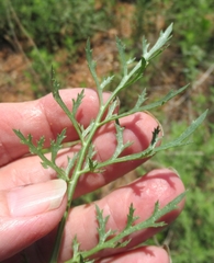 Eurytaenia texana