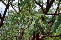 Pseudosmodingium perniciosum