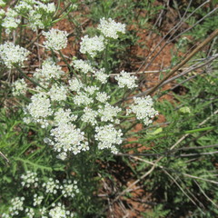 Eurytaenia texana