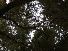 Megascops kennicottii