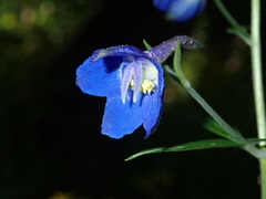 Delphinium alabamicum