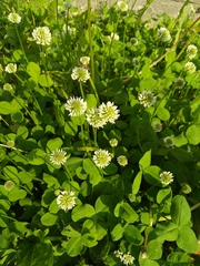 Trifolium repens