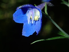 Delphinium alabamicum