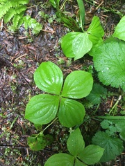 Cornus unalaschkensis