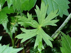 Delphinium alabamicum