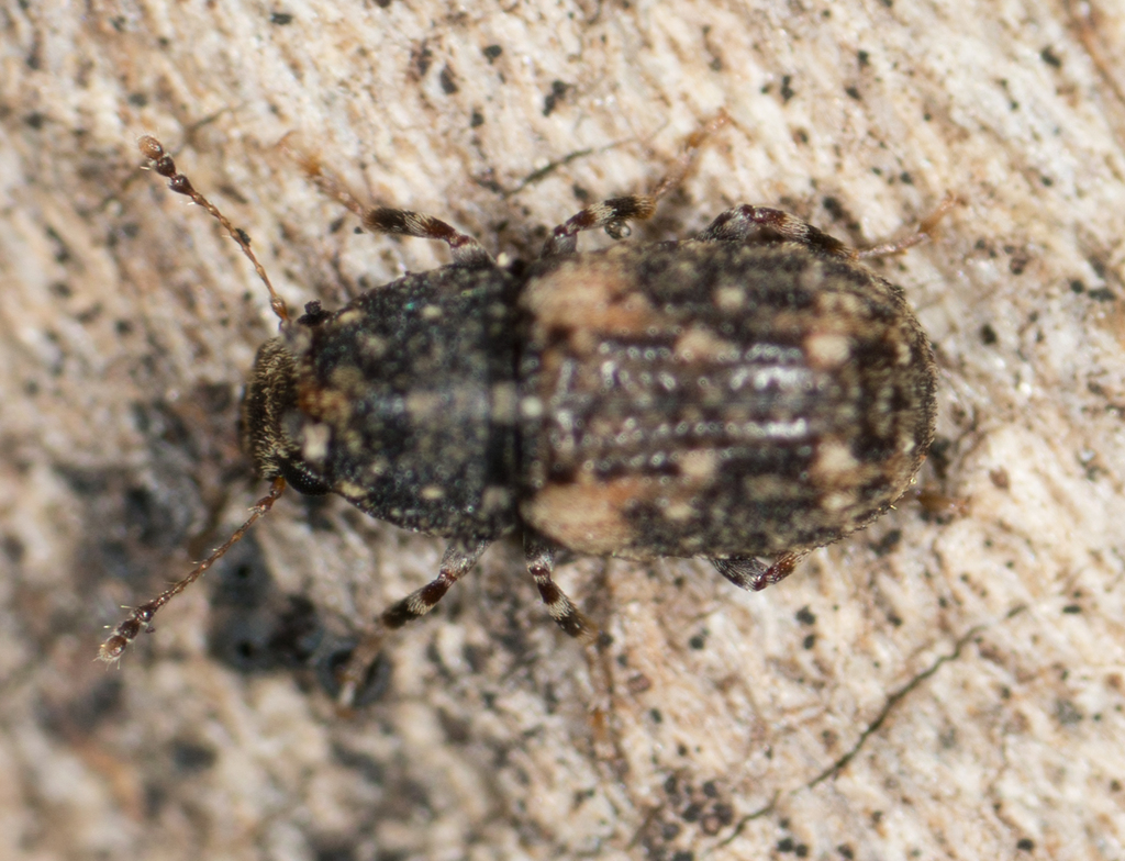 Brachycorynus rectus
