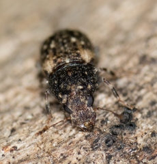 Anthribidae
