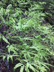 Adiantum aleuticum aleuticum