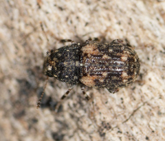 Anthribidae