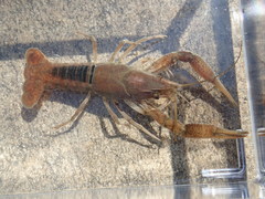 Procambarus acutissimus