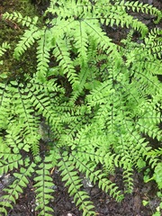 Adiantum aleuticum aleuticum
