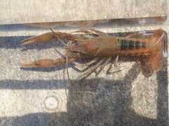 Procambarus acutissimus