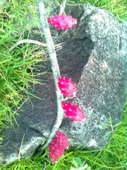 Acanthocereus tepalcatepecanus