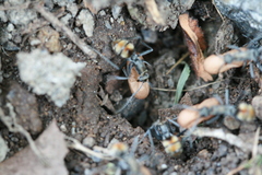 Polyrhachis brisbanensis