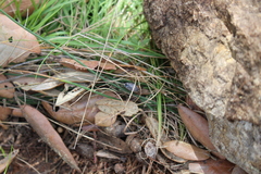 Planuncus nicaeensis