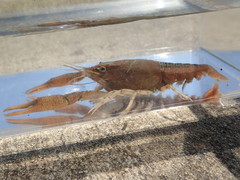 Procambarus acutissimus