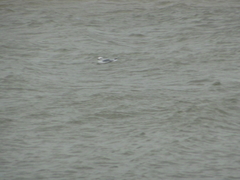 Chroicocephalus philadelphia