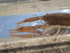 Procambarus acutissimus