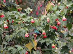 Campylopterus falcatus