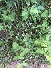 Melica subulata