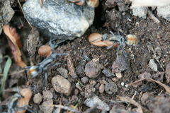 Polyrhachis brisbanensis