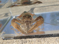 Procambarus acutissimus