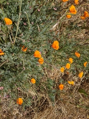 Eschscholzia californica