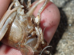 Procambarus acutissimus