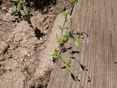 Oenothera rosea
