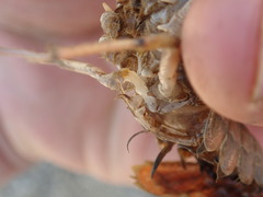 Procambarus acutissimus