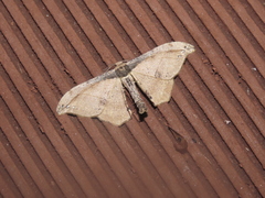 Hyposidra infixaria