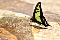 Graphium cloanthus