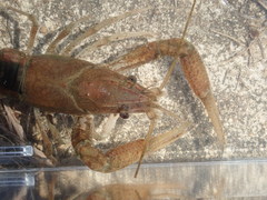 Procambarus acutissimus