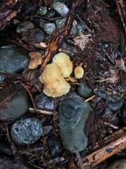 Chrysomphalina grossula