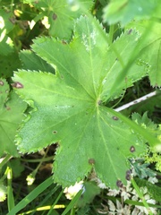 Alchemilla micans