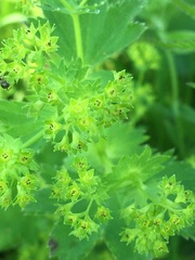 Alchemilla micans