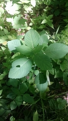 Impatiens pallida