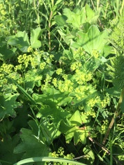 Alchemilla micans